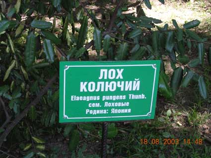 Лох, он и в Японии лох