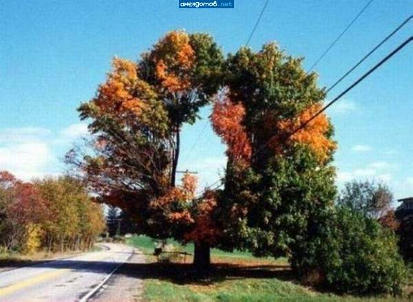 Лавры для Лаврова :)