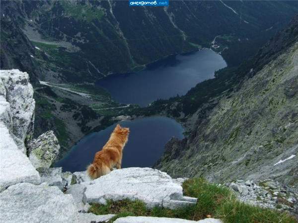 медвежооонок