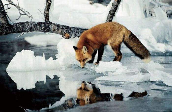 А хгде утёнок гаденькийй?
