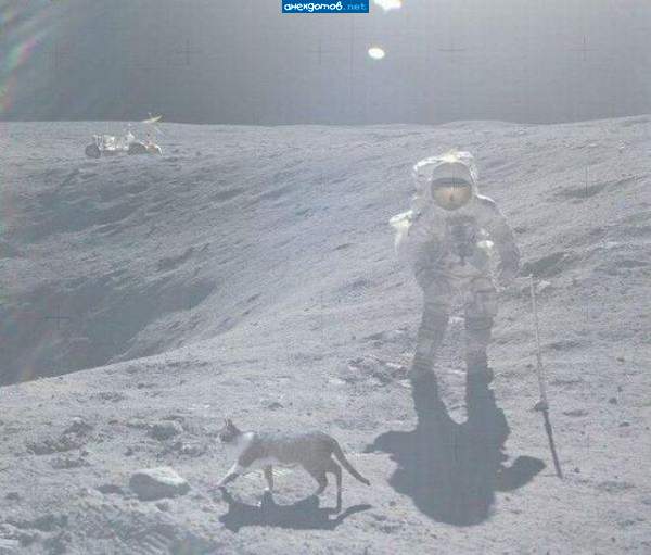 На счастье,кота первого запускают...