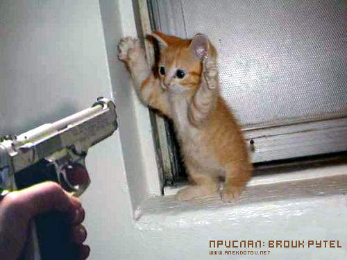 стреляй уже!