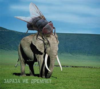 Слон под мухой.