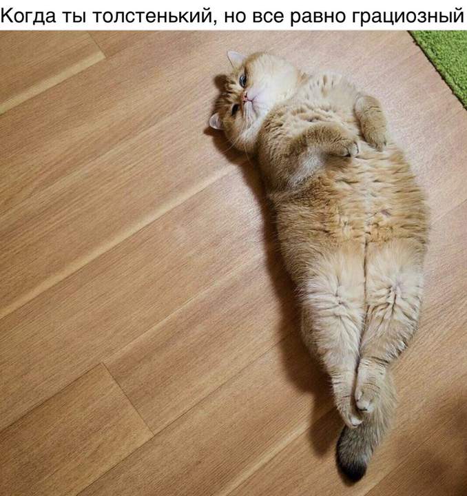 Пять килограммов чистого золота!