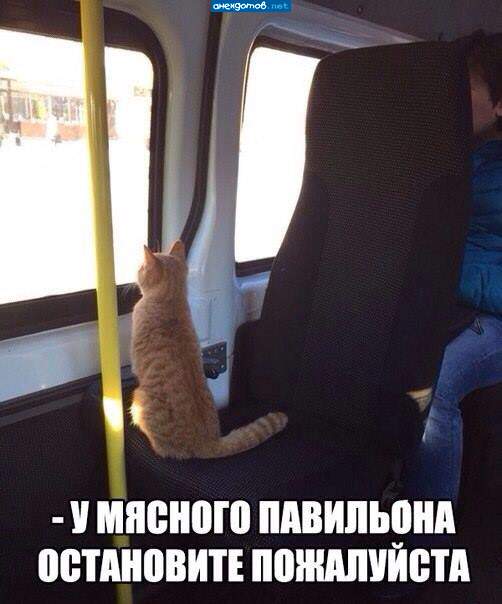 Собакам язык показывает.