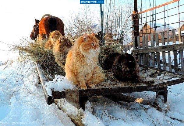 Картина Боярыня Морозова. Котоверсия.