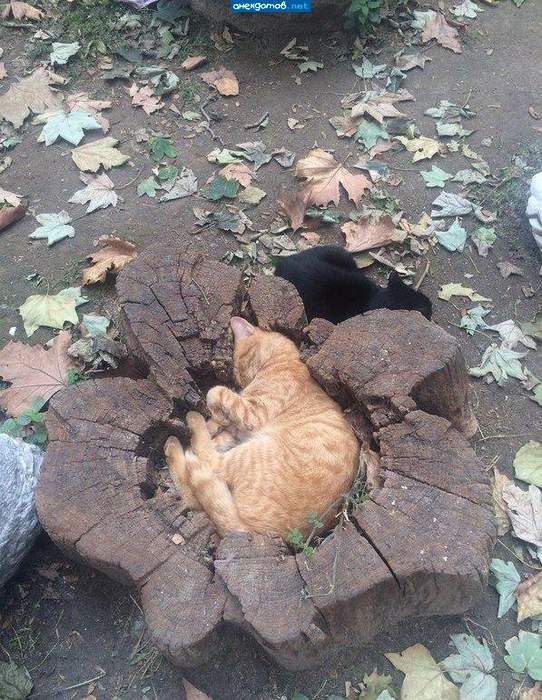 Вписался