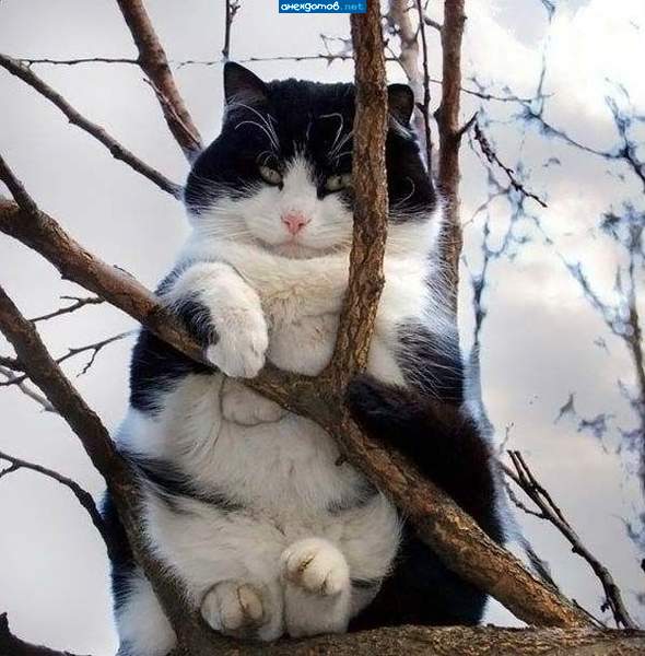 весна...коты прилетели