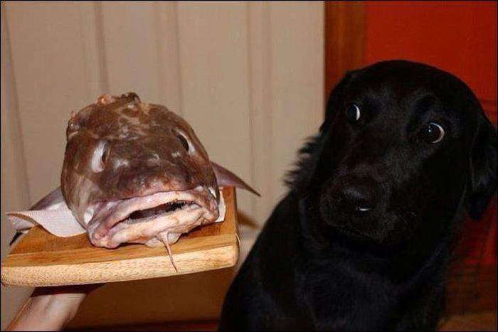 Хозяйка, я ЭТО есть не буду!