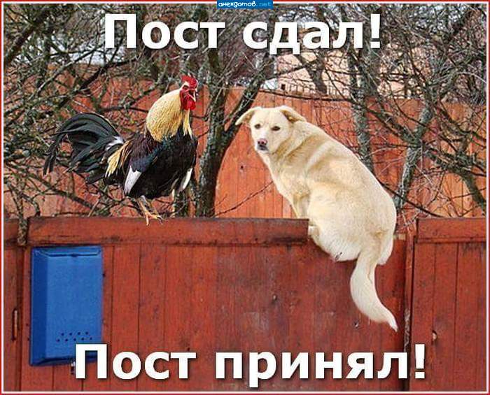 Можешь погавкать, но к курам не пущу!