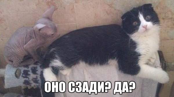 Родился -как все, но потом на него напала моль...