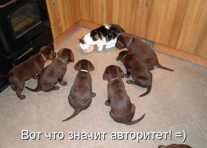 У матерого кота хрен забалуешь!