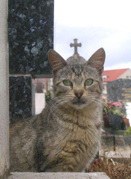 Котриарх Всея Руси!