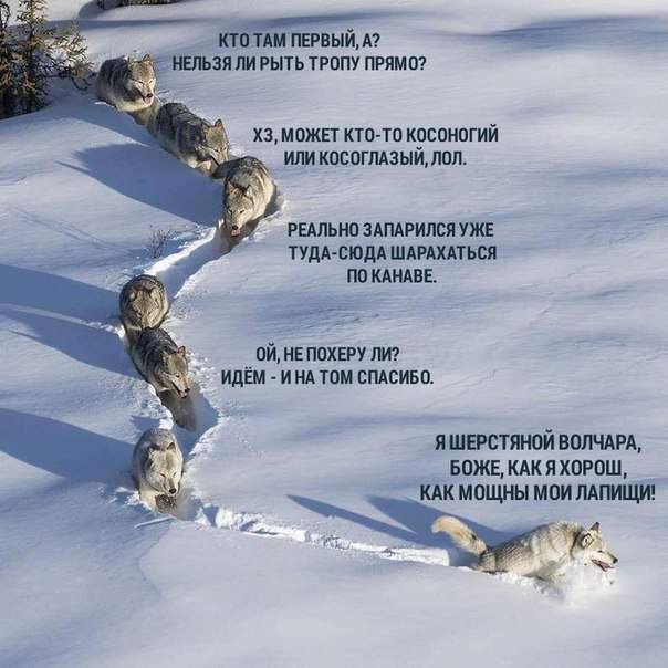 Вожак идёт последним