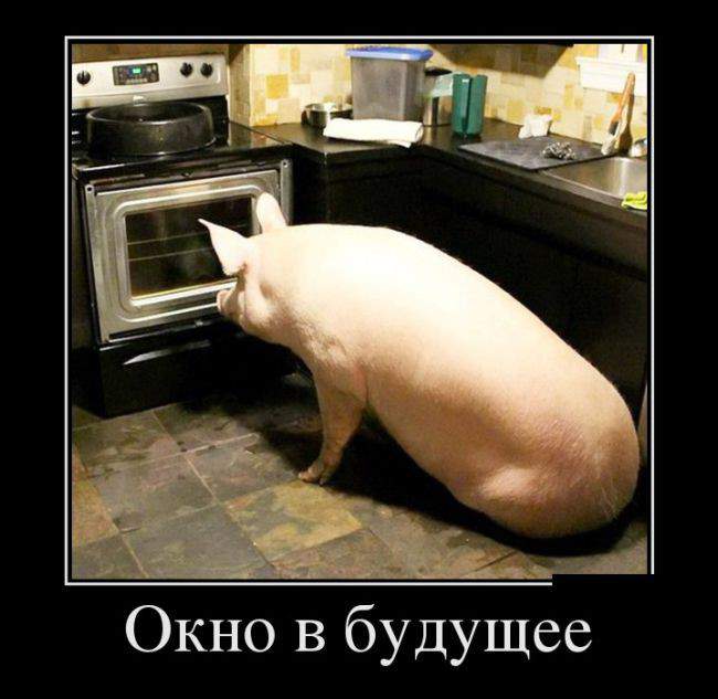 Поросенко смотрит в Европу