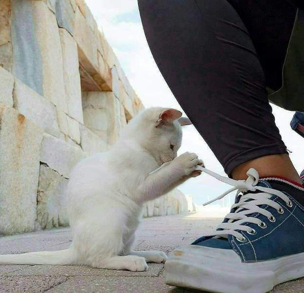 Не привильно ты, дядя Фёдор, шнурки завязываешь!