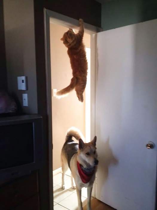 Кота не видели?