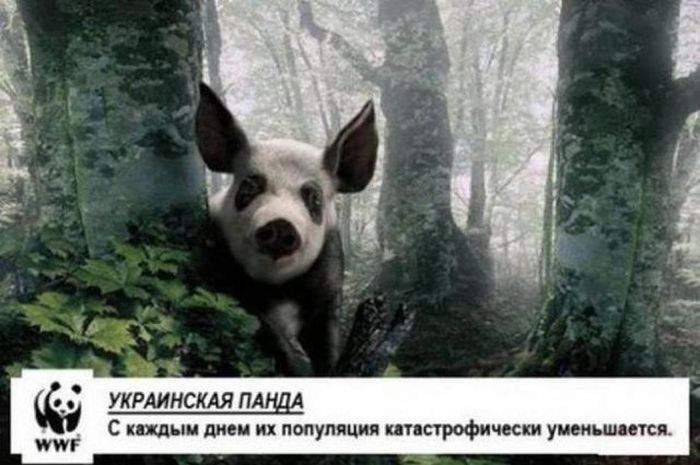 каждую пятницу 1/3 мужиков превращается в украинскую панду =))