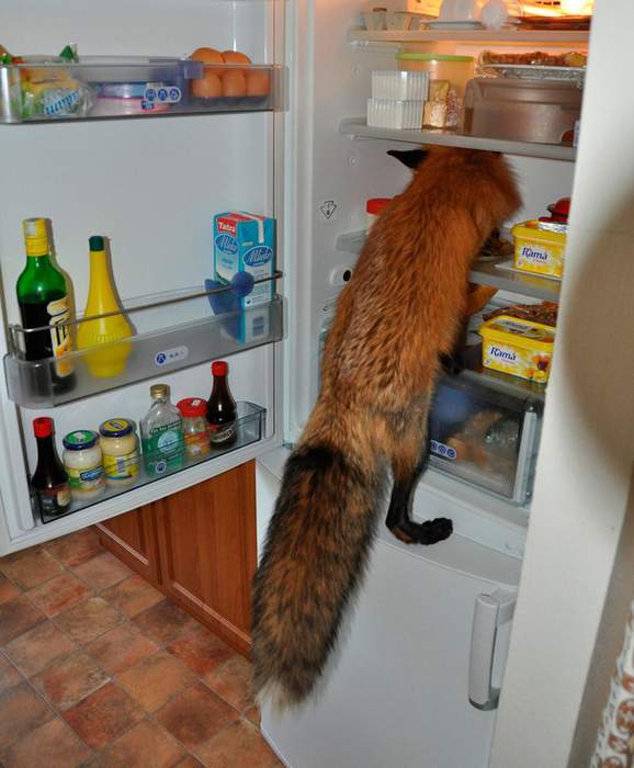 "Ищите самое вкусное вместе с Mozilla Firefox"