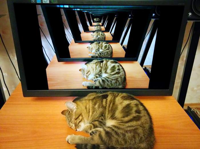 Хорошего кота должно быть много