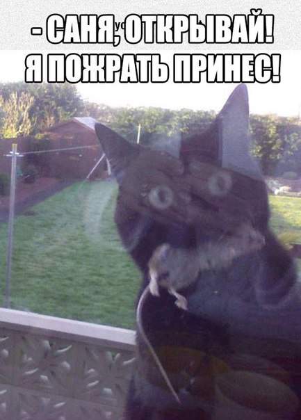 Êîðìèëåö.
