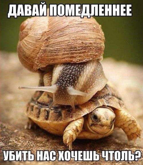 — Йух-хууу! — кричала улитка, сидя верхом на черепахе