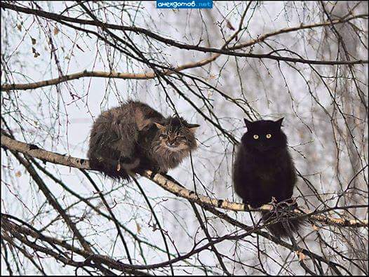 весна... коты прилетели