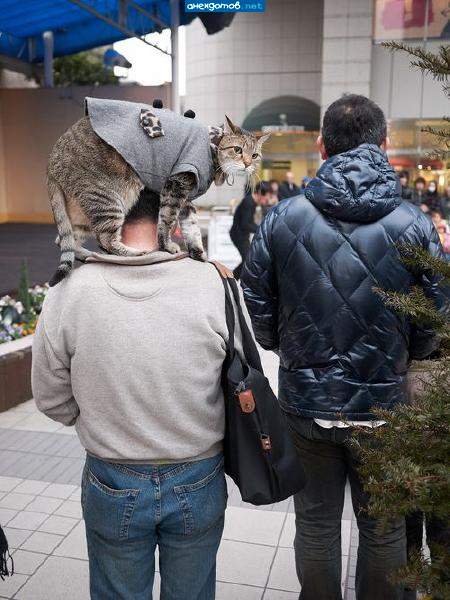 про котэ...
