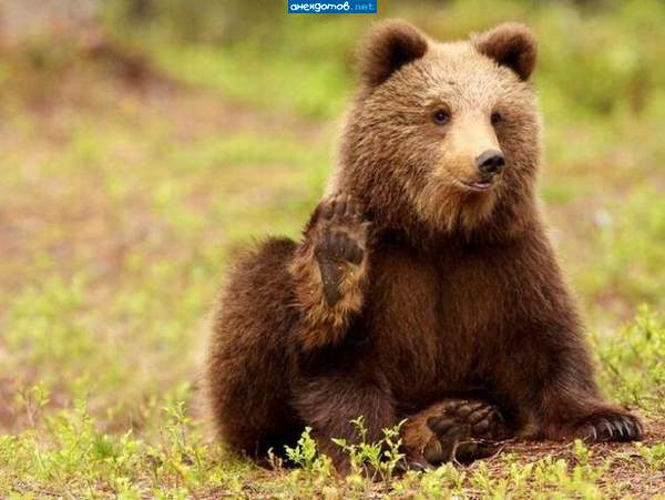 Привет, Топтыгин