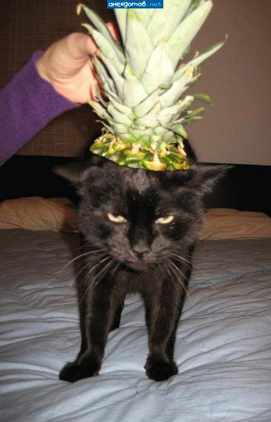 С черными котами так не шутят...