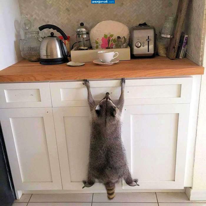 да, не зря, видать, все ручки на дверцах и ящиках открутили