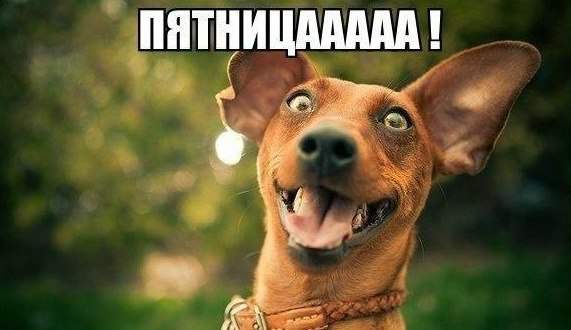 На случку! Ну наконец!!!