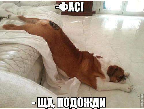 Хозяйка да бегу, бегу я