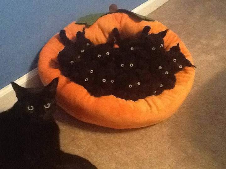 у вас котята не настоящие!