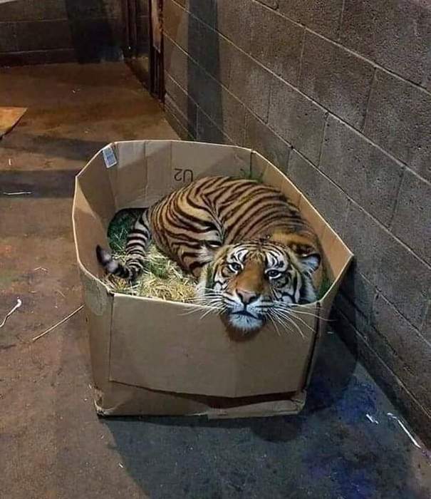 Вам котеночек не нужен?!!