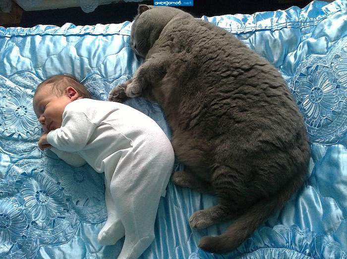 Славную игрушку себе котейко завел....)))