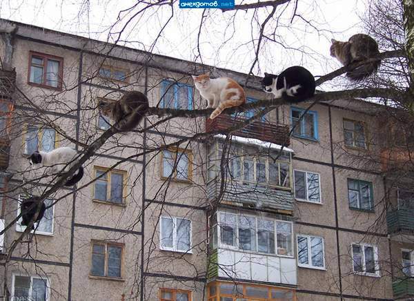 Коты прилетели