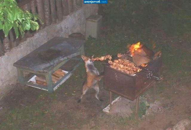 Лиса помогает переворачивать шашлык