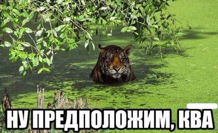 Купайтесь, крокодилов тут нет! - успокаивал гид