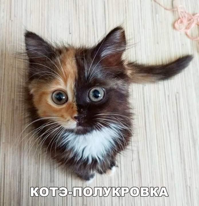 Котоянус.