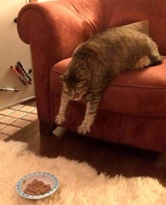 На кошачью беду принесли коту еду, кушать хочется. да лень ворочаться. Вот и ждет рыжий кот: может миска...