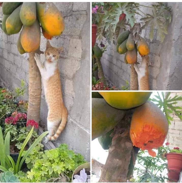 "�������� ��������, ��������, �����������"