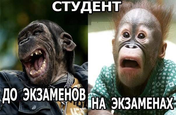 Шнур и его слушатель