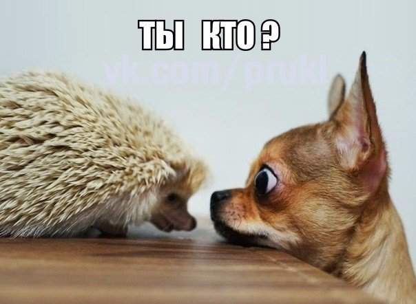 Пипец,кактус ползает!...