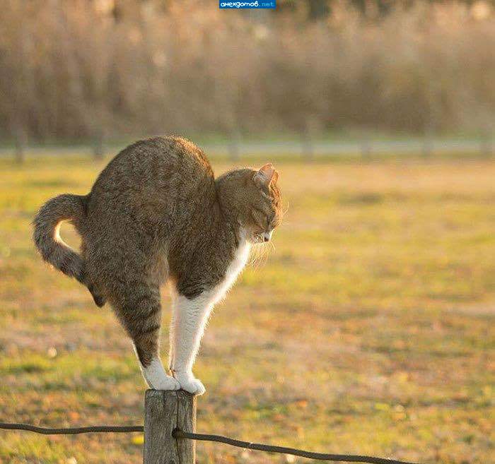 Кот в Шаолине жил