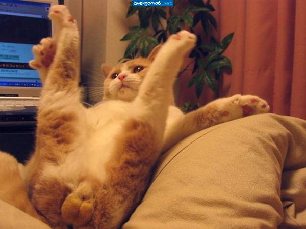Яйценосец Котёнкин