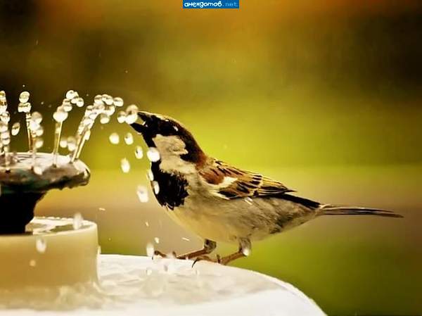 Чижик-пыжик, где ты был? У фонтана воду пил