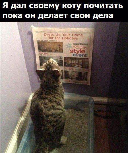 Прошлый век! Мой кот, делая дела, на ноуте в танки играет