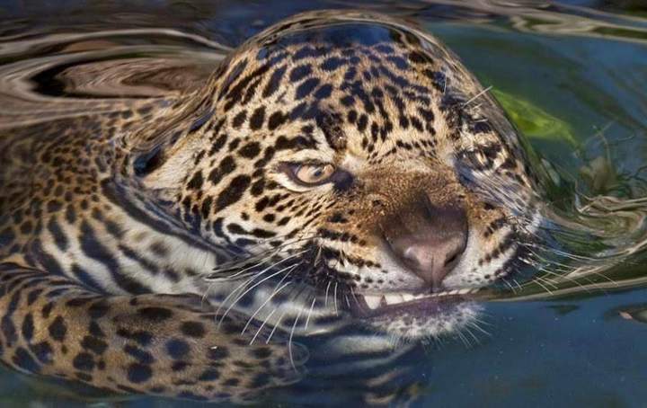 Морской котик