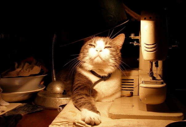 Кот да Винчи.